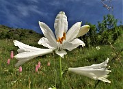 19 Giglio di monte (Paradisea liliastrum) 